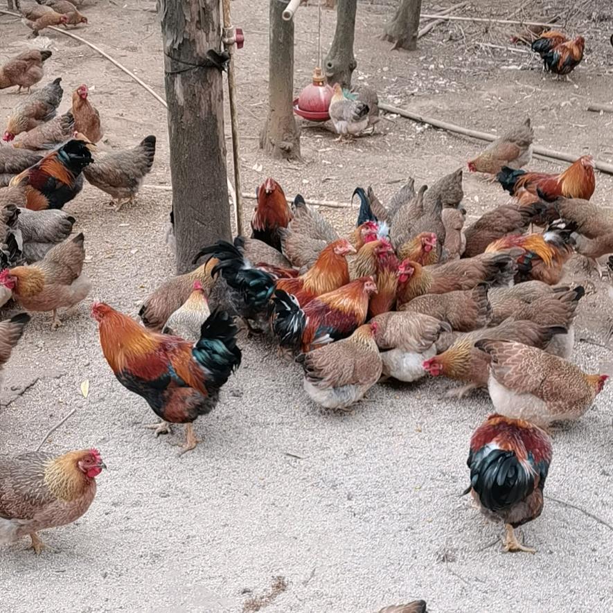 善粮生态农庄（餐饮、麻鸡养殖）