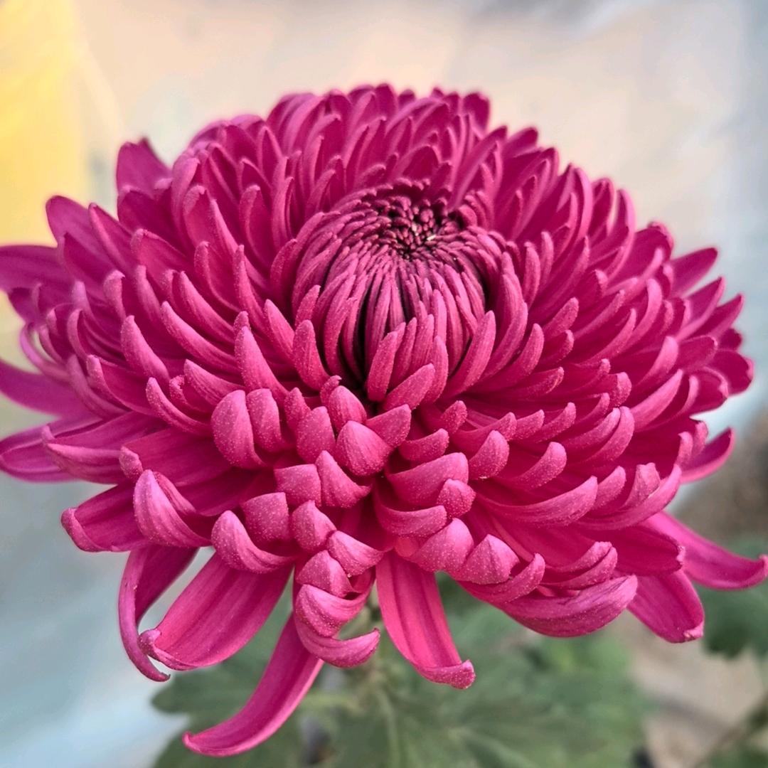 菊艺