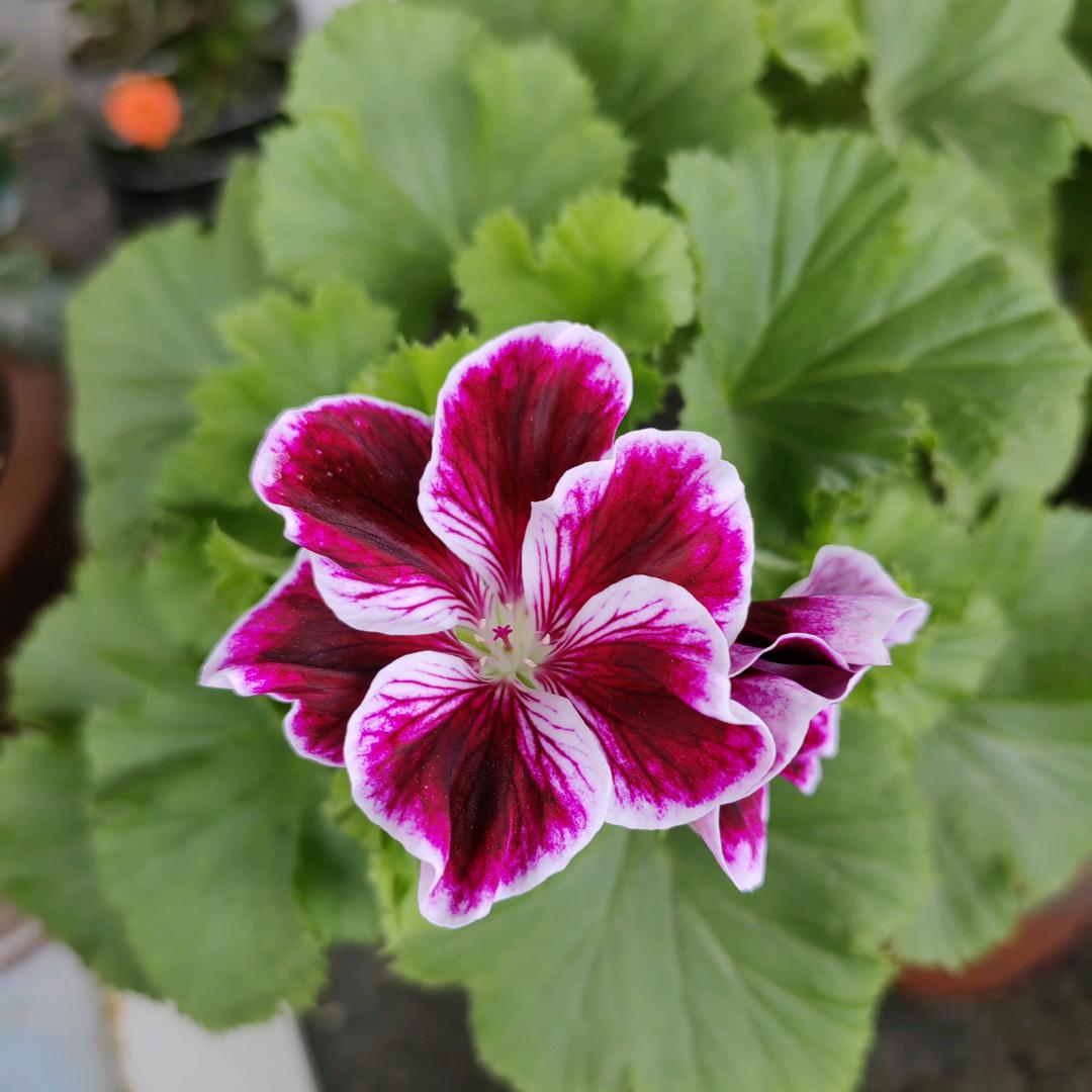 兰草花儿