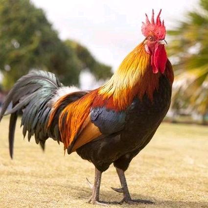 沙河市浅井自亮家庭农场