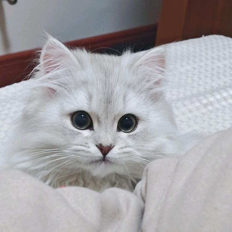 郑發發