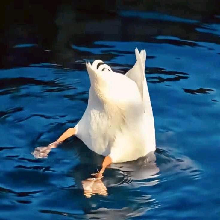 Gin