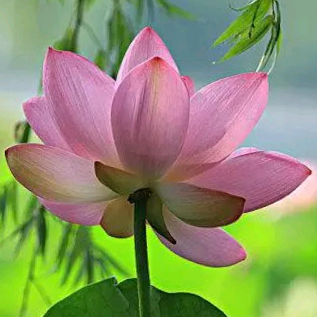 缘何不快乐