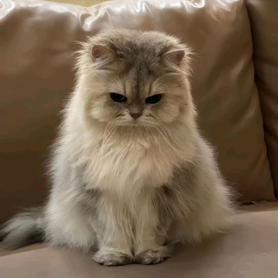 AAA——建材王哥爱吃香菜