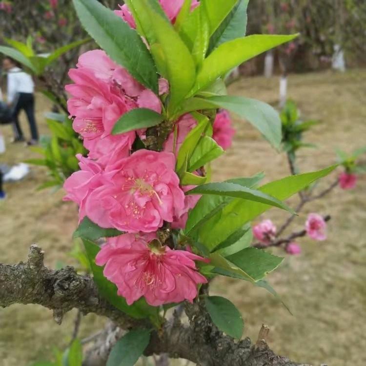 琳珊