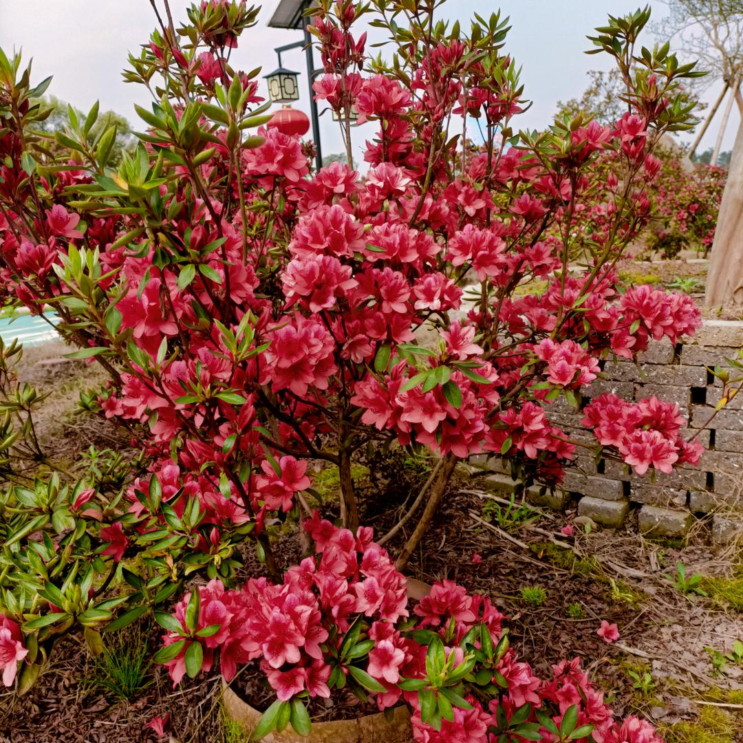 牛菊花