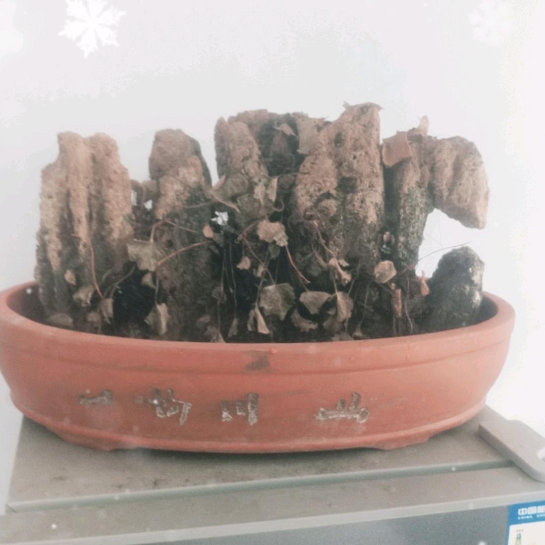 花儿中的灵魂