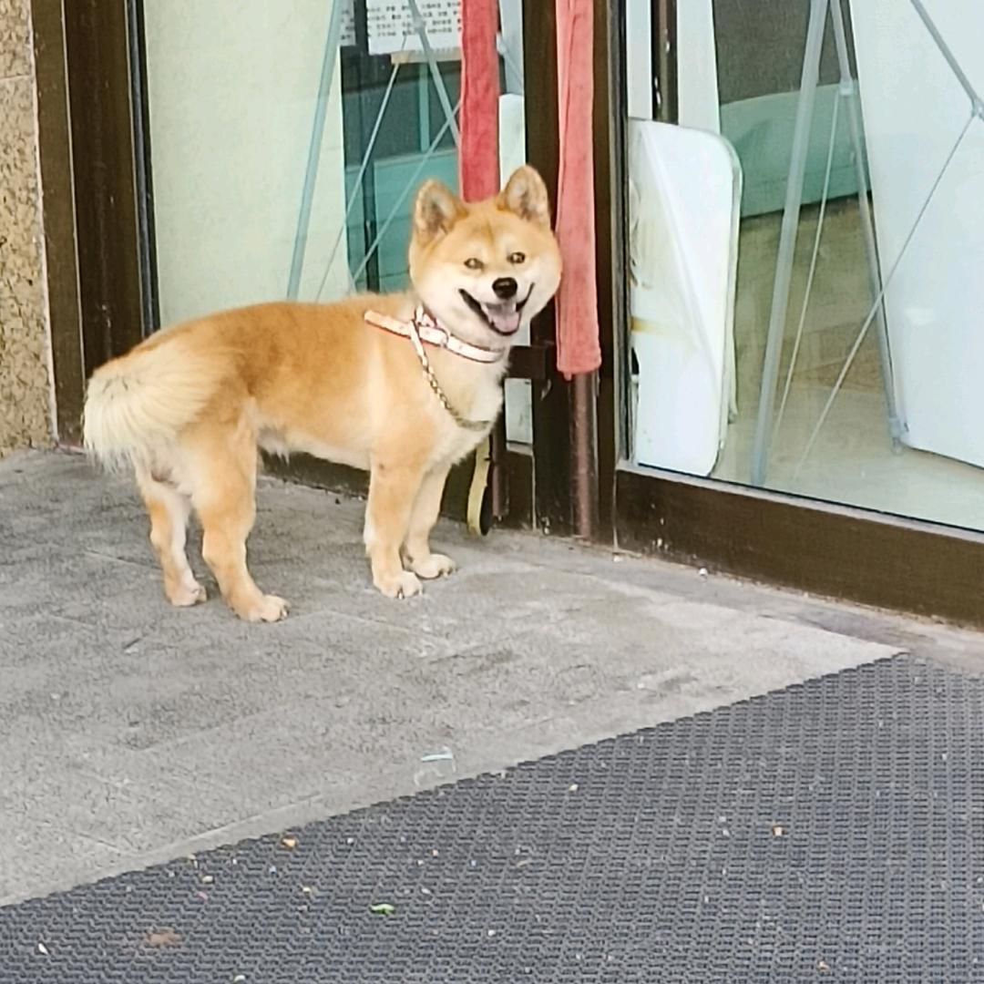 故乡的樱花开了喵桑