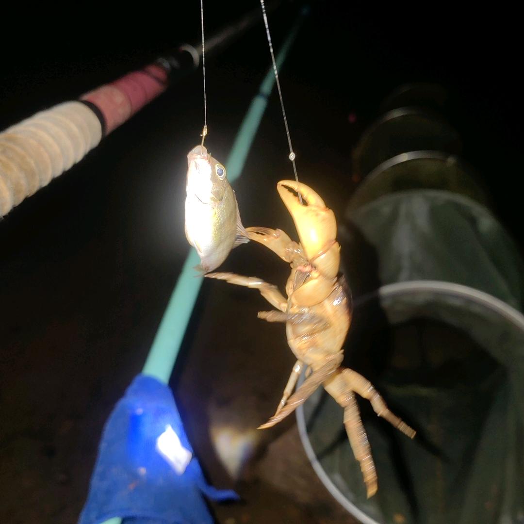 🎣 鲫鱼哥
