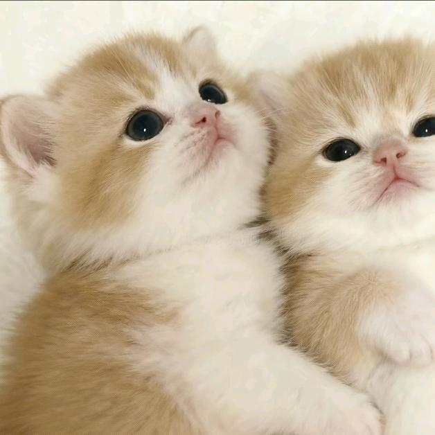 猫猫cat.੭
