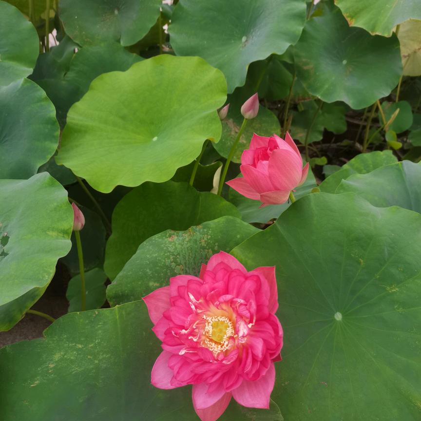 俺影头像