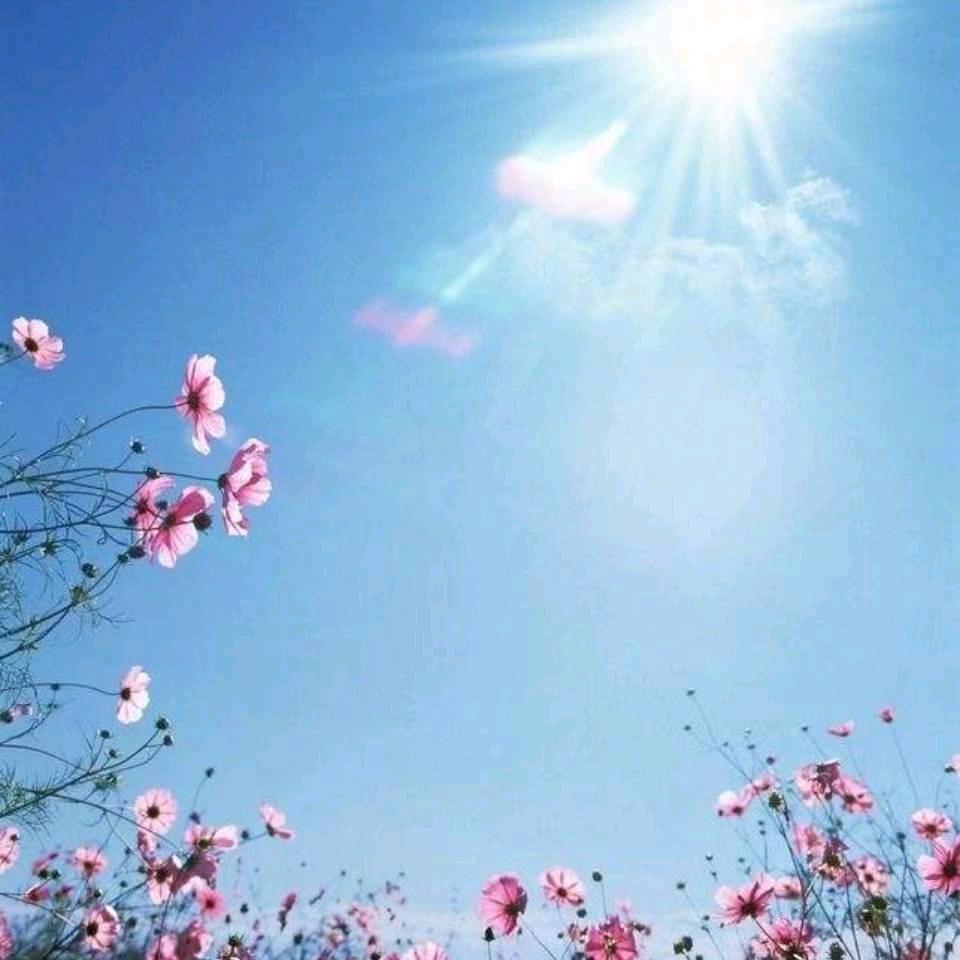 花晨月夕