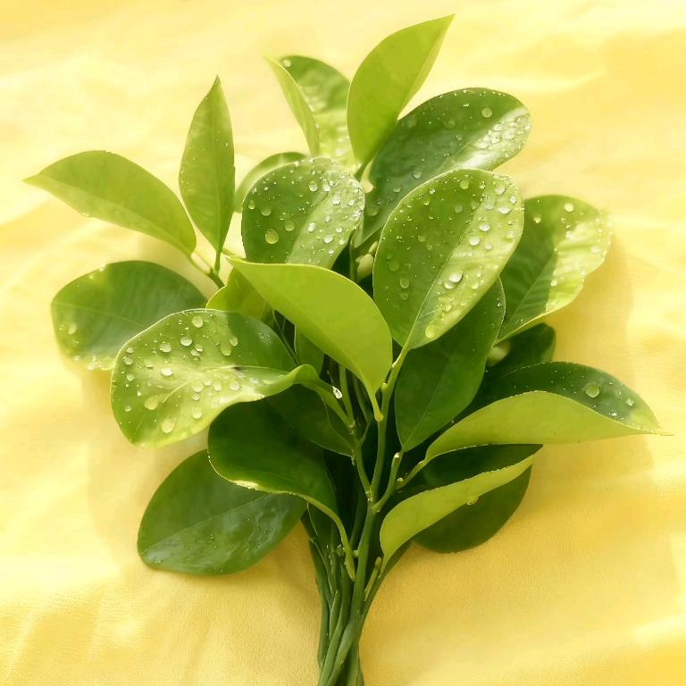 一个憨憨