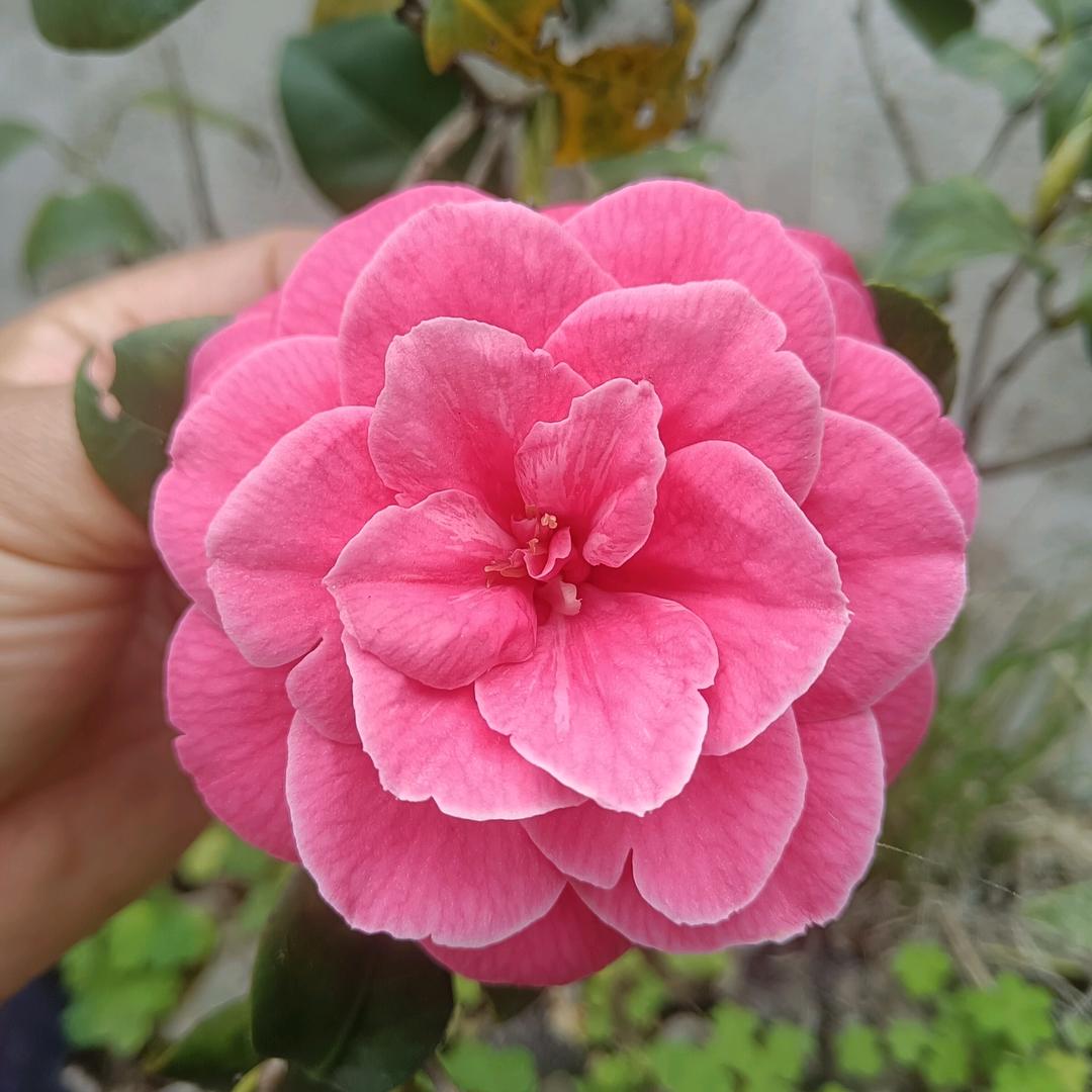 🐴原谅时间🌷，🌺我在途中🐭