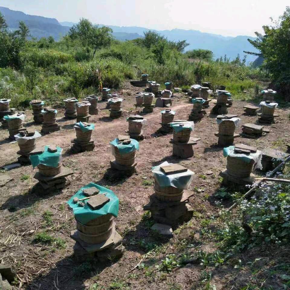 观寨土蜂