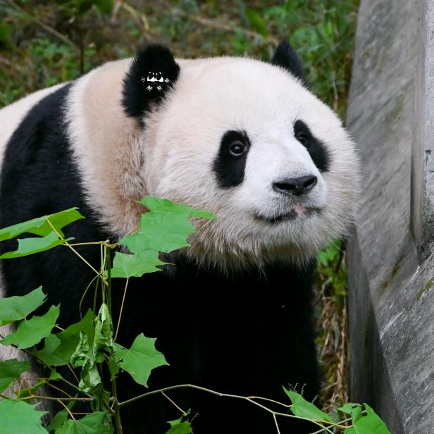 🐼顺顺顺🍎🍉🥕