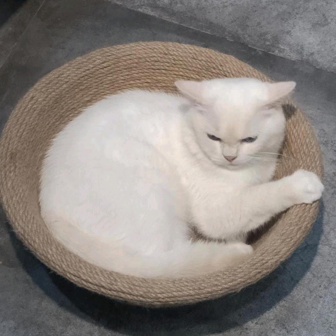 困晕了💤