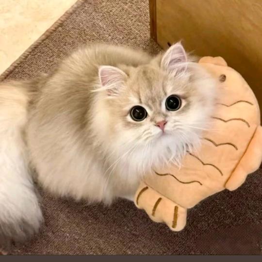 爱用猫砂的小猫咪