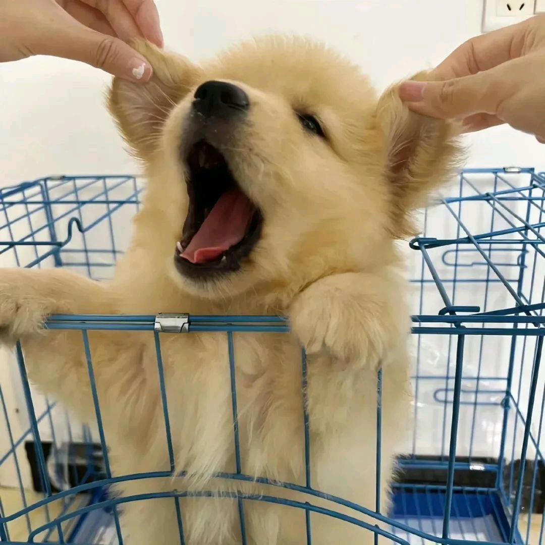 谭盐