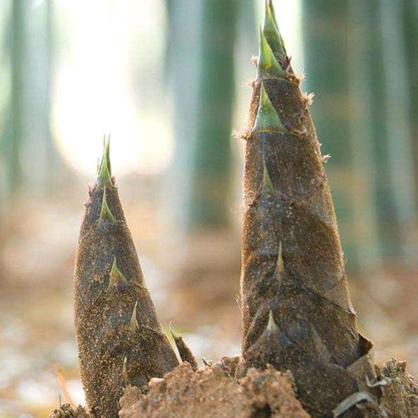 创业失败的打工人