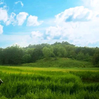 太阳照耀的杜鹃花