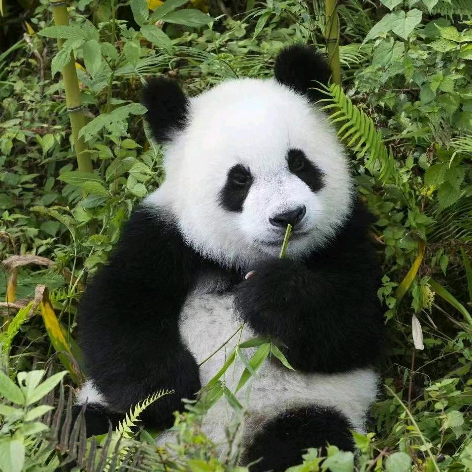 一杯忘加糖的苦咖啡