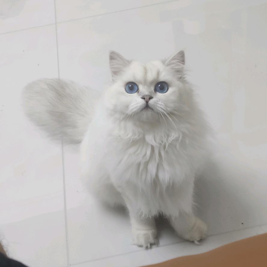 彩虹🌈小白马