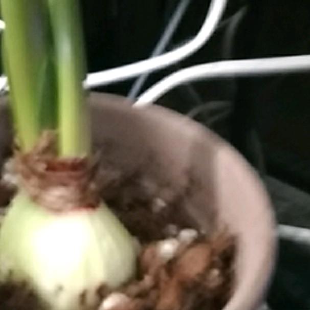 一口奶昔
