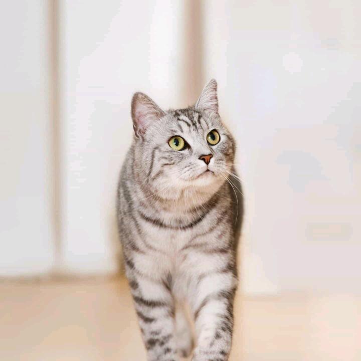 小猫咪灬