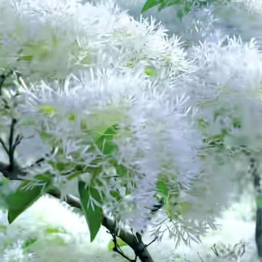 在梦的那一边