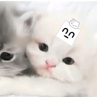 小奄