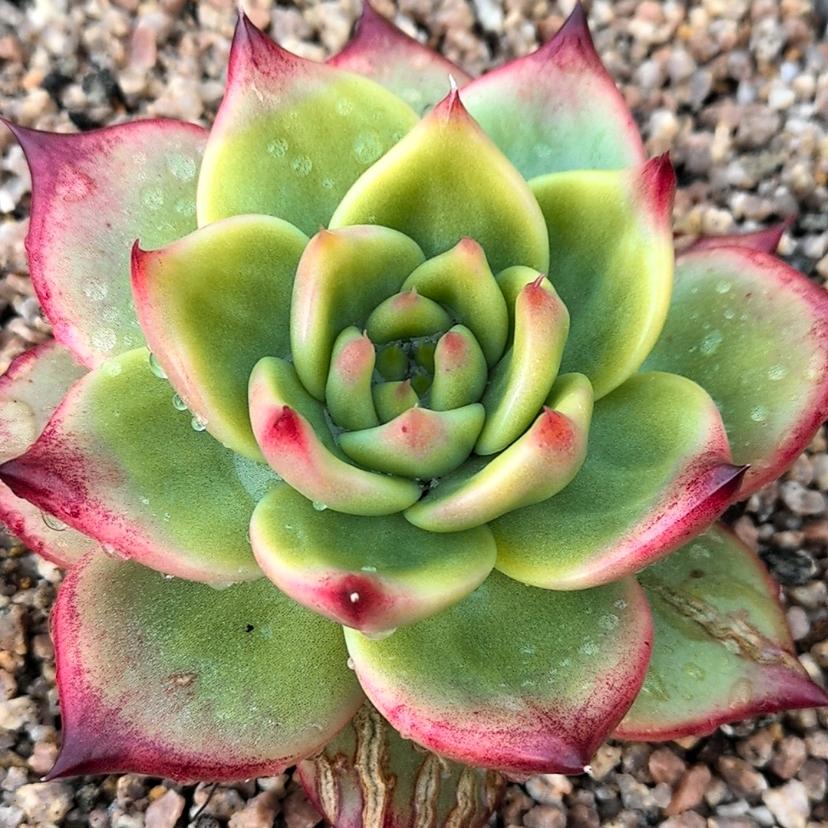 我家猫会后空翻