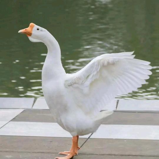 宝华一只鹅
