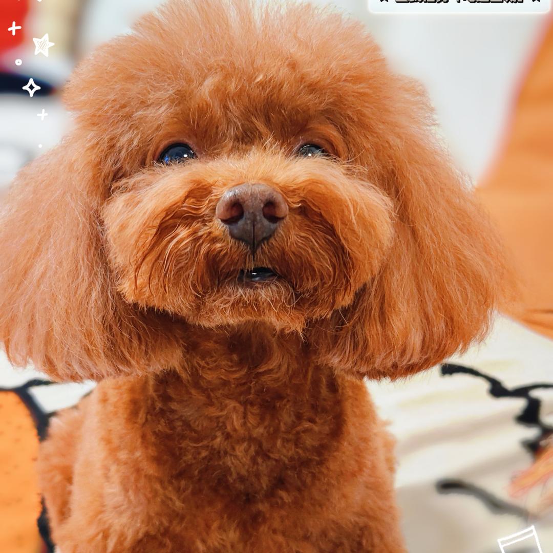 🐶咖咖小咖啡☕