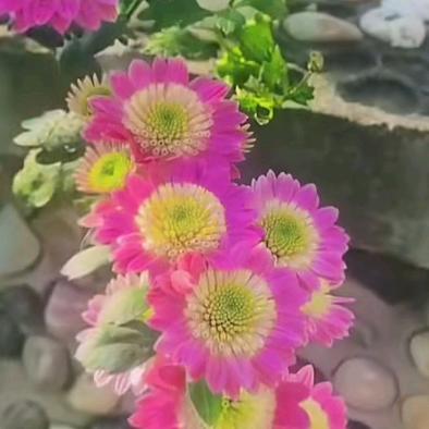 @🌸魏来可期🌸