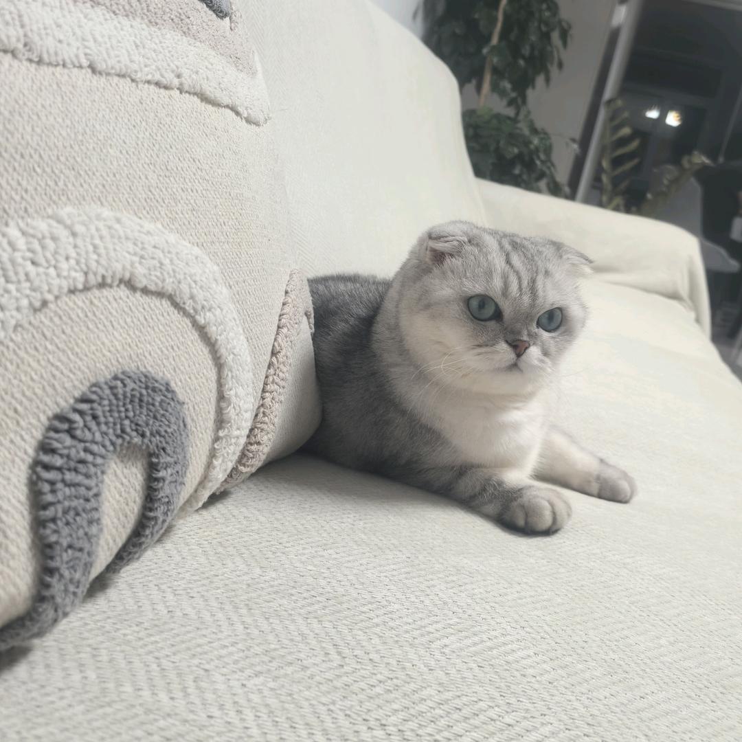 金丝猫