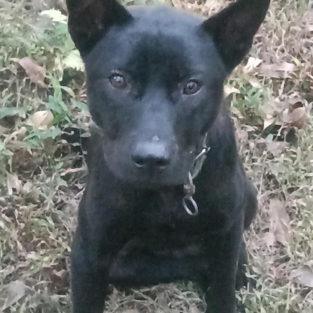 广西土猎犬，可以帮带狗上实战