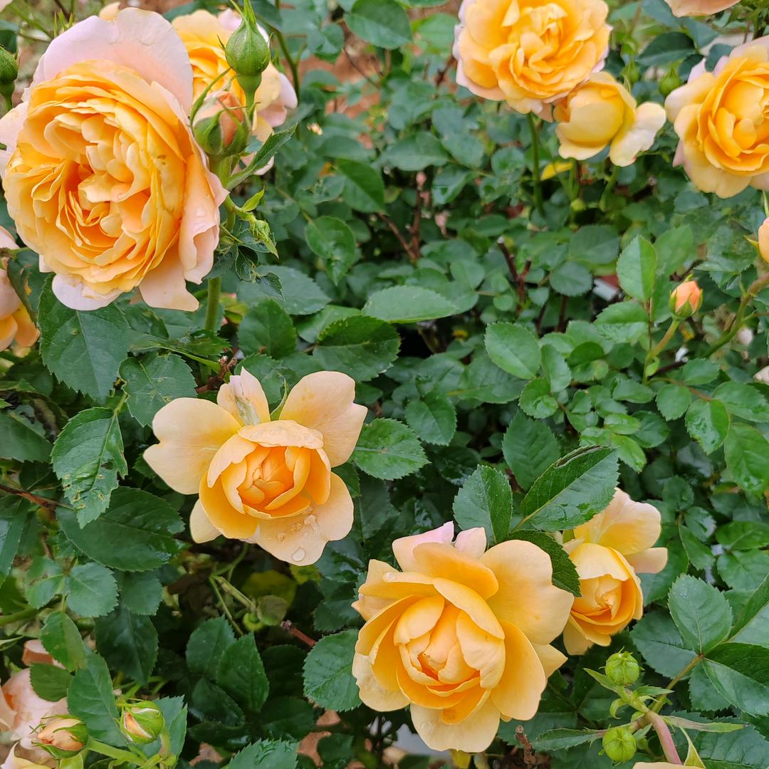 😇🉑口🉑乐😇