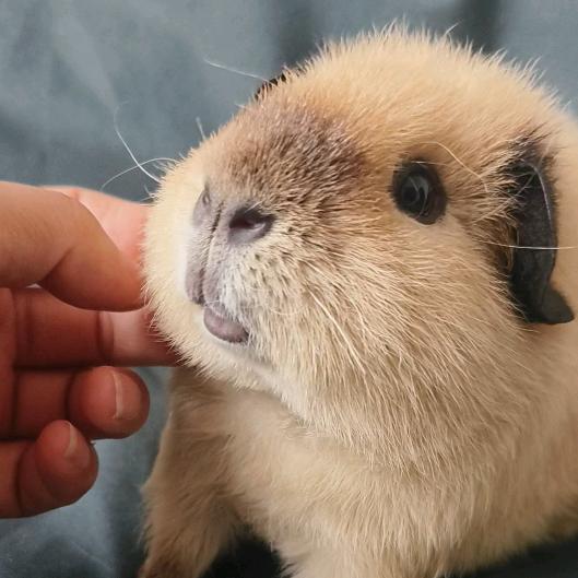 小猪不是🐷༊
