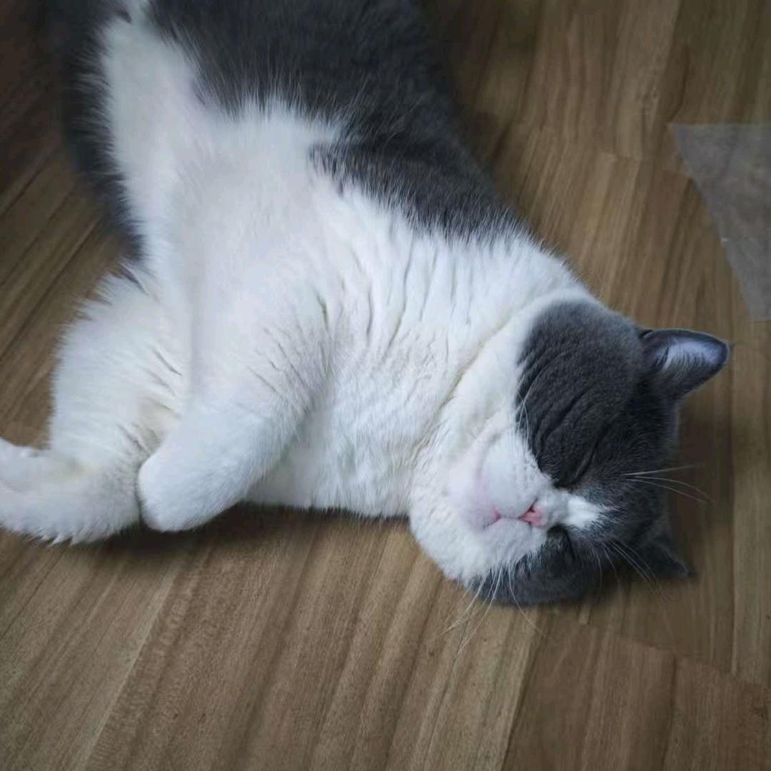 我的好叠迪