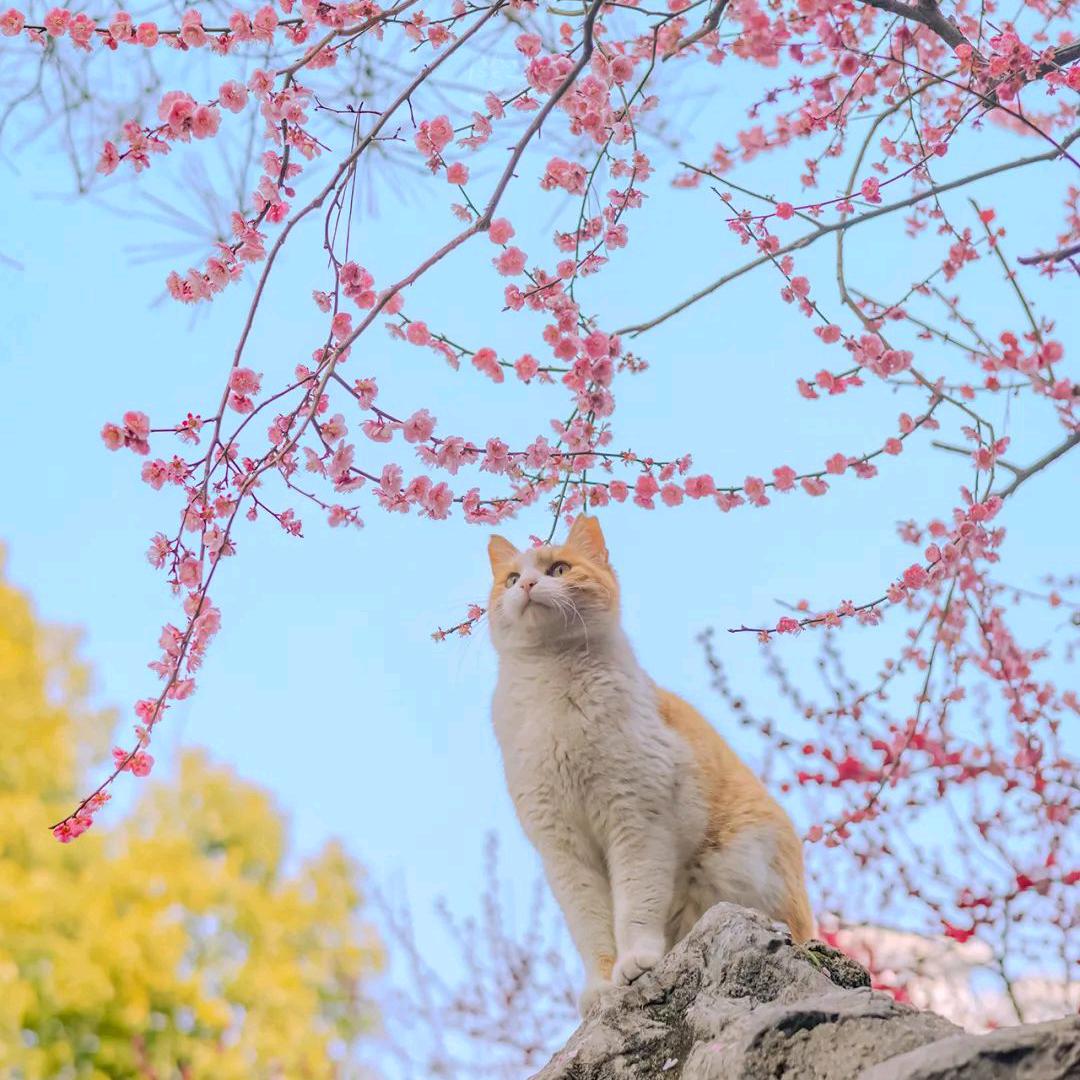 圆圆圈圈.  [太阳]