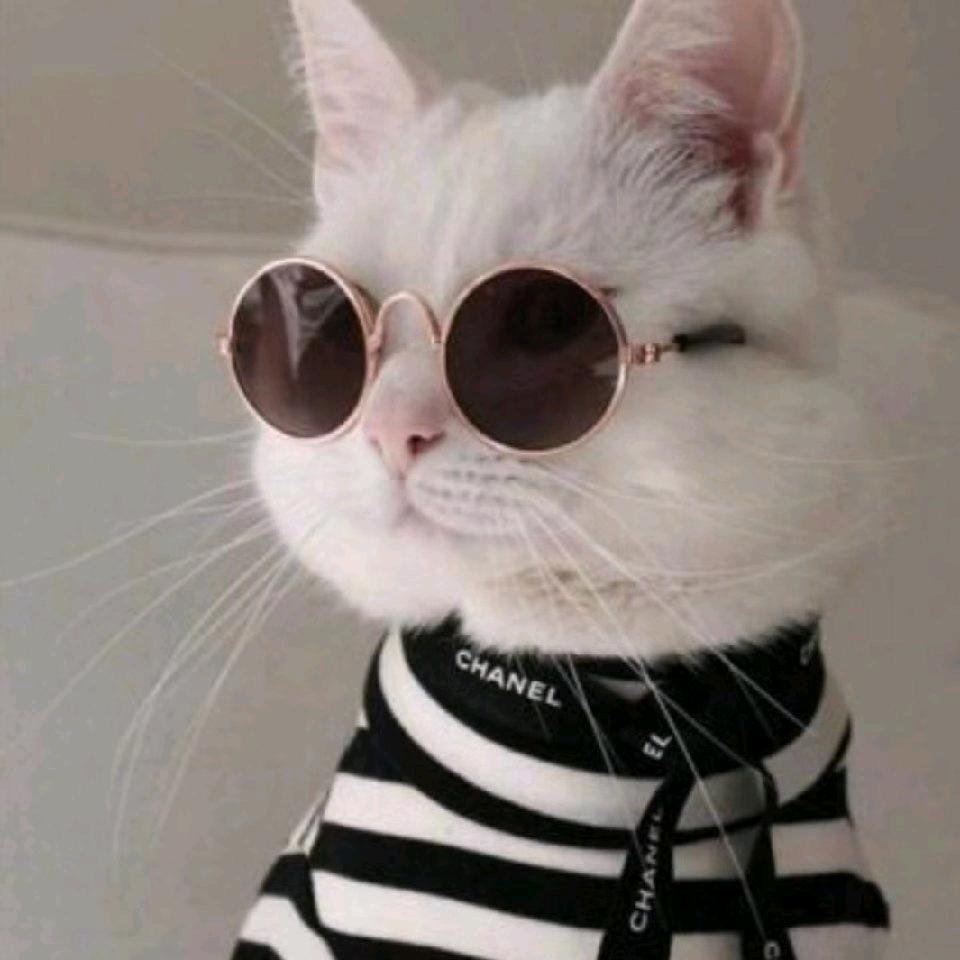 酷猫游戏