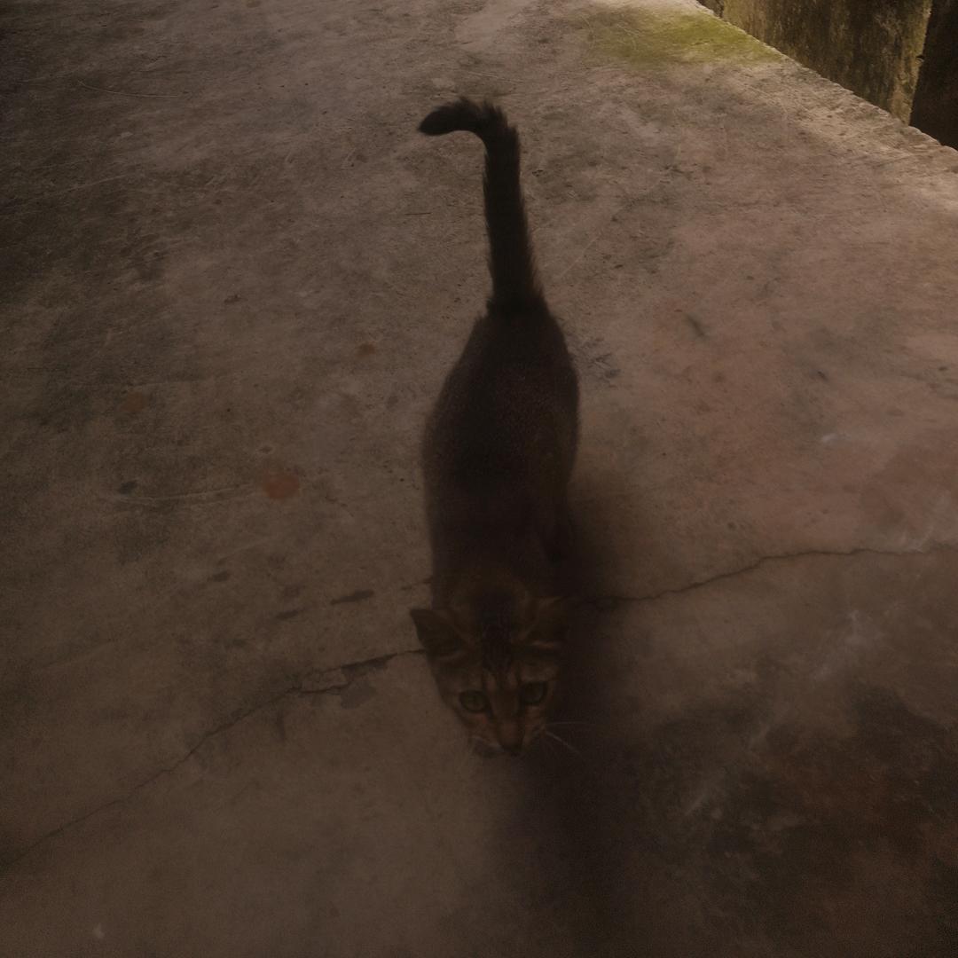 唤醒的小猫😚