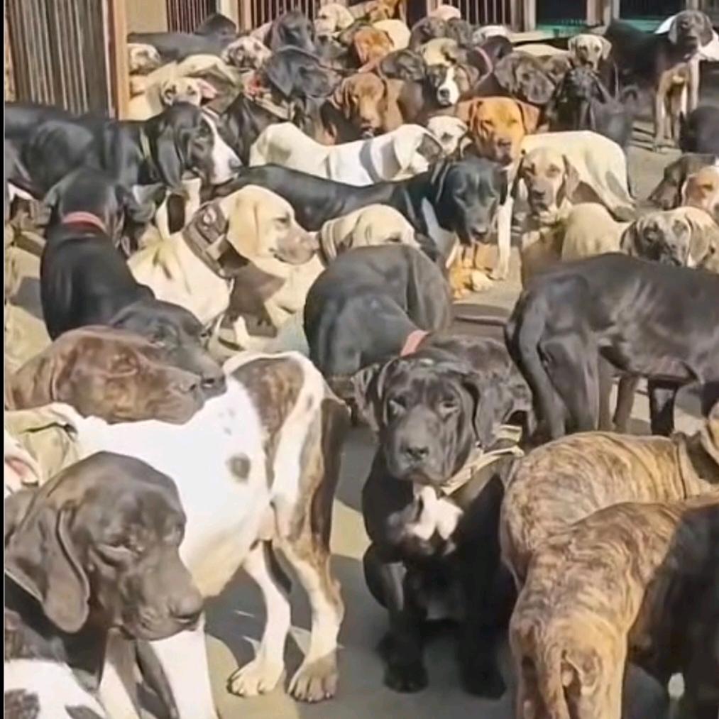 理县合法护农狩猎队《阿强》