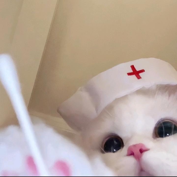 小猫爱吃鱼🐟（领养看主页）
