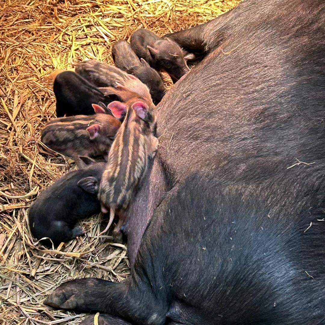 铲屎官凉山小猪肉-批发