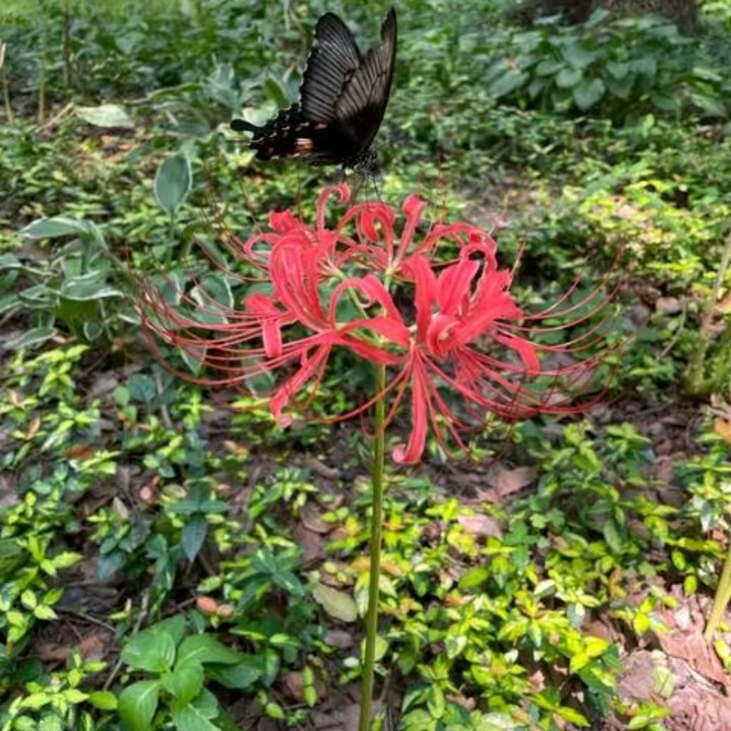 封心锁爱
