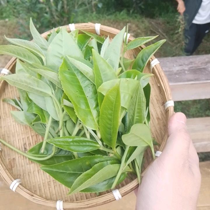 雾里见古茗茶15012000776