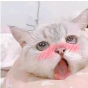 做梦都想发财的牛马