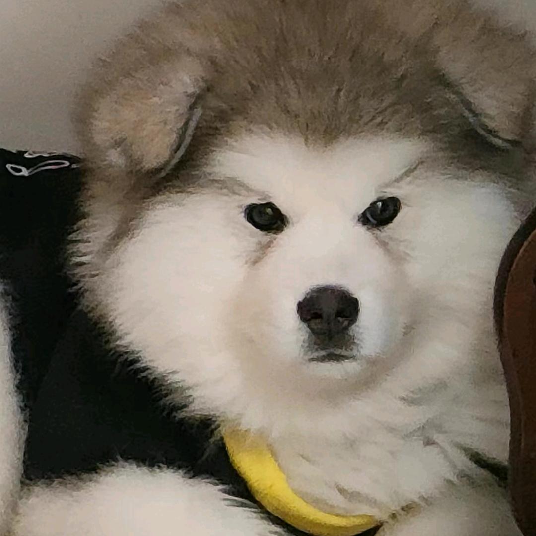杰